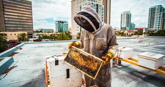 Urban beekeeping in Athens, a peaceful synergy with bees.jpg